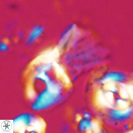 Helicosphaerella galeacristata VR 028308