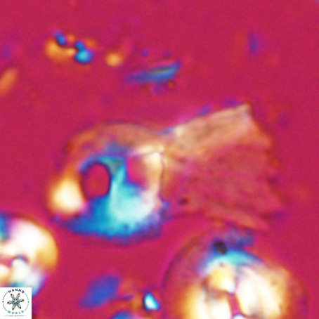 Helicosphaerella galeacristata VR 028309