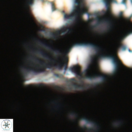 Helicosphaerella galeacristata VR 028314