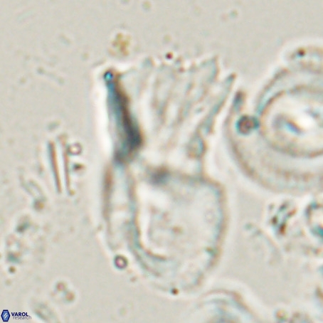Helicosphaerella galeacristata VR 028318