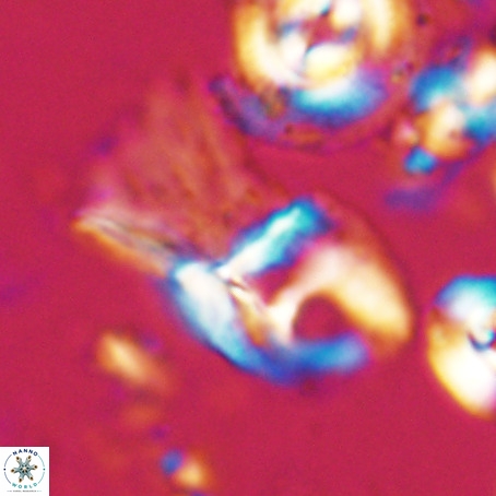 Helicosphaerella galeacristata VR 028312