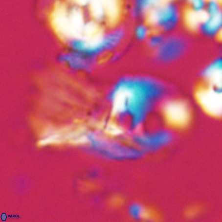 Helicosphaerella galeacristata VR 028313