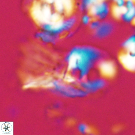 Helicosphaerella galeacristata VR 028313