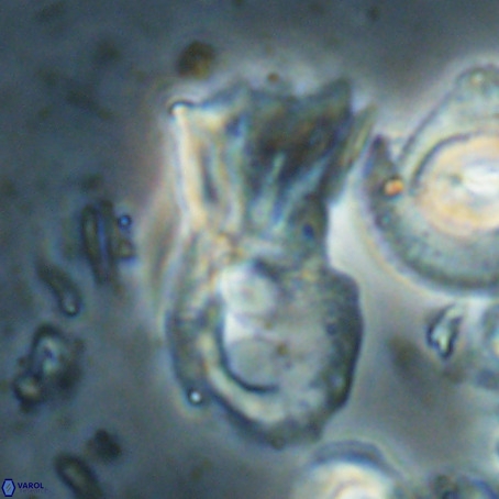 Helicosphaerella galeacristata VR 028325