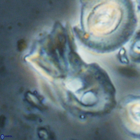Helicosphaerella galeacristata VR 028326