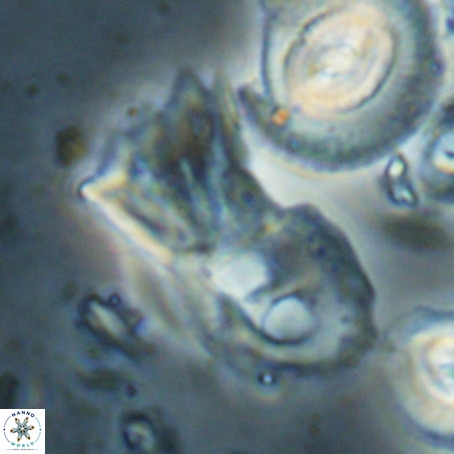 Helicosphaerella galeacristata VR 028326