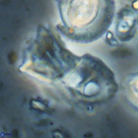 Helicosphaerella galeacristata VR 028327