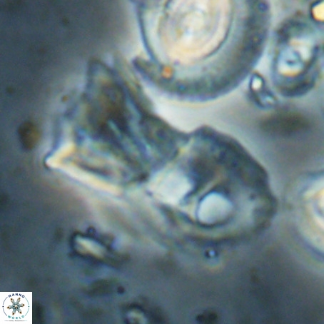 Helicosphaerella galeacristata VR 028327