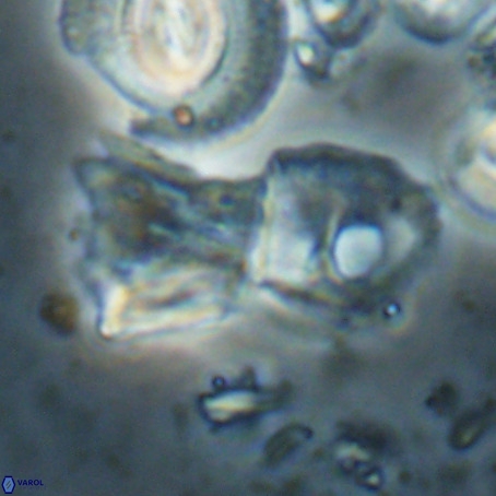 Helicosphaerella galeacristata VR 028328