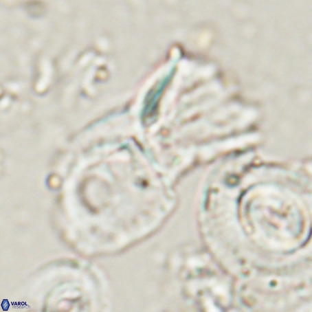 Helicosphaerella galeacristata VR 028320