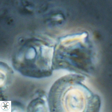 Helicosphaerella galeacristata VR 028323