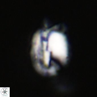 Helicosphaerella perch nielseniae VR 32713