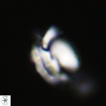 Helicosphaerella perch nielseniae VR 32716