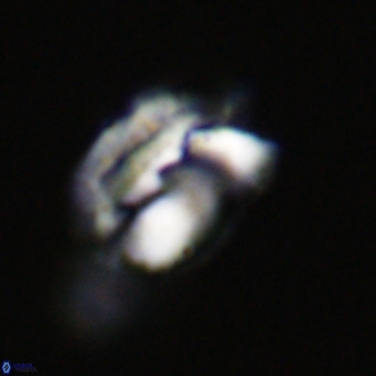 Helicosphaerella perch nielseniae VR 32717