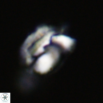 Helicosphaerella perch nielseniae VR 32717