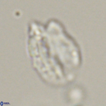 Helicosphaerella perch nielseniae VR 32722