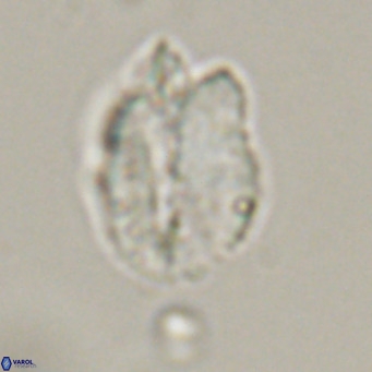 Helicosphaerella perch nielseniae VR 32724