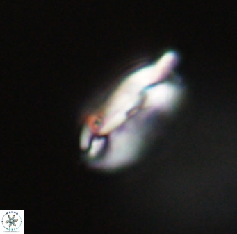 Helicosphaerella perch nielseniae VR 33219