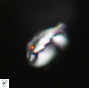Helicosphaerella perch nielseniae VR 33221
