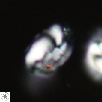 Helicosphaerella perch nielseniae VR 33222