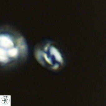 Helicosphaerella philippinensis VR 09269