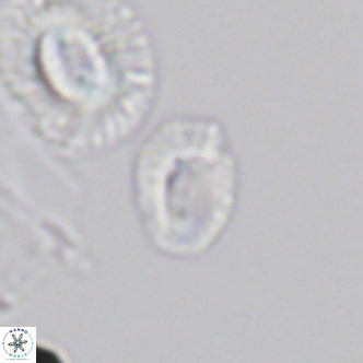 Helicosphaerella philippinensis VR 09278