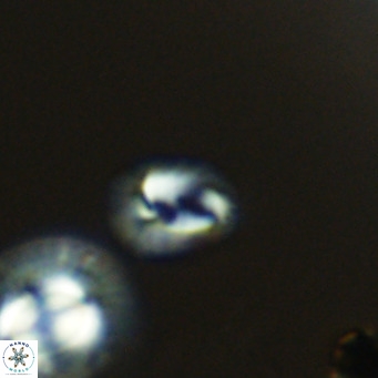 Helicosphaerella philippinensis VR 09287