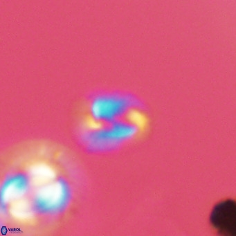 Helicosphaerella philippinensis VR 09288