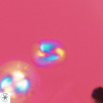 Helicosphaerella philippinensis VR 09288