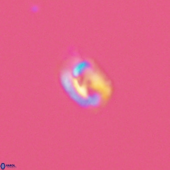 Helicosphaerella philippinensis VR 09428