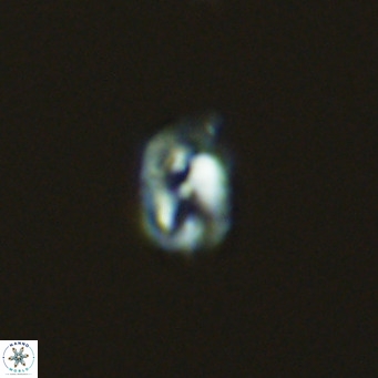Helicosphaerella philippinensis VR 09430