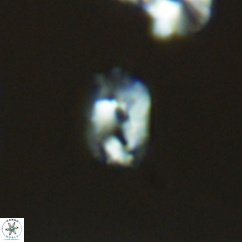 Helicosphaerella philippinensis VR 09525