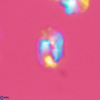 Helicosphaerella philippinensis VR 09527