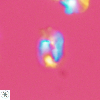 Helicosphaerella philippinensis VR 09527