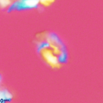 Helicosphaerella philippinensis VR 09528