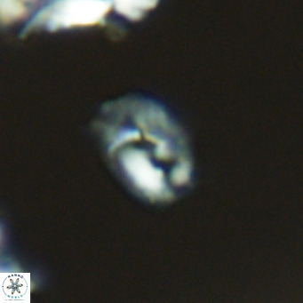 Helicosphaerella philippinensis VR 09529