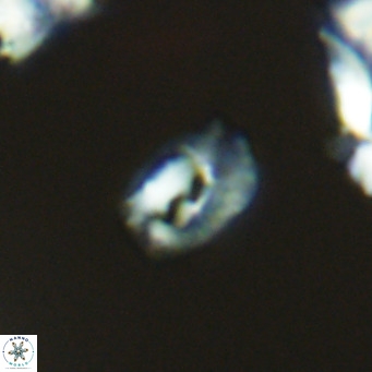 Helicosphaerella philippinensis VR 09522