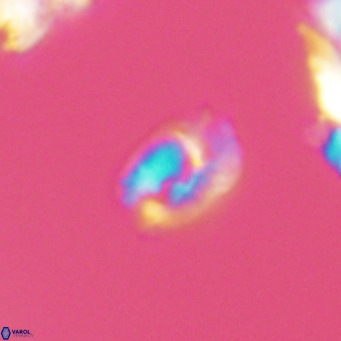 Helicosphaerella philippinensis VR 09523