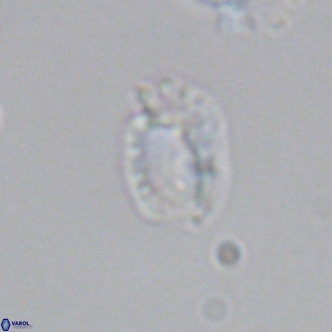 Helicosphaerella philippinensis VR 09534