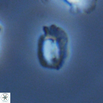 Helicosphaerella philippinensis VR 09539