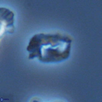 Helicosphaerella philippinensis VR 09544