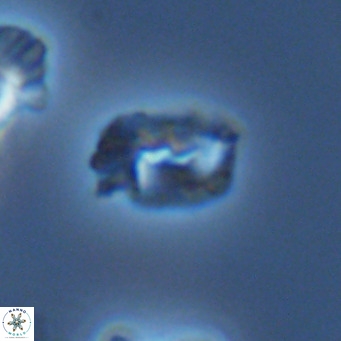 Helicosphaerella philippinensis VR 09544