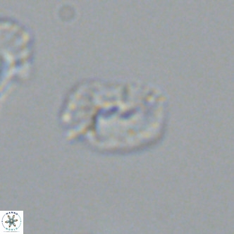 Helicosphaerella philippinensis VR 09546