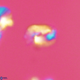 Helicosphaerella philippinensis VR 09547