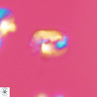 Helicosphaerella philippinensis VR 09547
