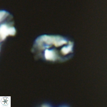 Helicosphaerella philippinensis VR 09548