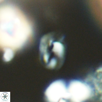 Helicosphaerella philippinensis VR 09694