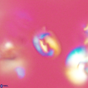 Helicosphaerella philippinensis VR 09697