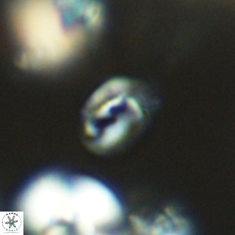 Helicosphaerella philippinensis VR 09699