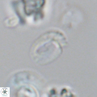Helicosphaerella philippinensis VR 09705